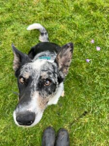 Pet Image